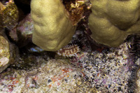 Holothuria hilla (Light-Spotted Sea Cucumber)
