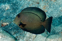 Ctenochaetus hawaiiensis (Black Surgeonfish)