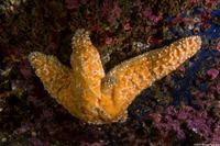 Pisaster ochraceus (Ochre Star)