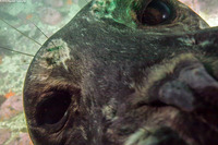 Phoca vitulina (Harbor Seal)