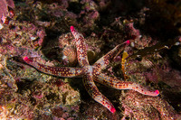 Linckia columbiae (Fragile Star)