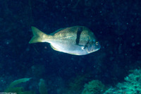 Anisotremus davidsonii (Sargo)