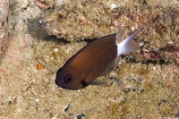 Pycnochromis hanui (Chocolate Dip Chromis)
