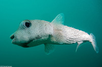 Diodon hystrix (Porcupinefish)