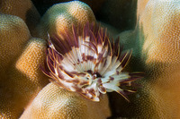 Sabellastarte spectabilis (Common Feather Duster Worm)