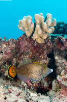 Pervagor spilosoma (Hawaiian Fantail Filefish)