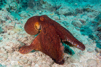 Octopus cyanea (Day Octopus)