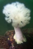 Metridium farcimen (White-Plumed Anemone)