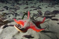 Patiria miniata (Bat Star)