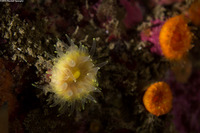 Balanophyllia elegans (Orange Cup Coral)