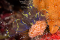 Clavelina sp.1 (Bulb Tunicate)