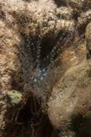 Bartholomea annulata (Corkscrew Anemone)