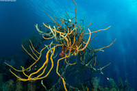 Iotrochota birotulata (Green Finger Sponge)