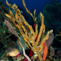 Parazoanthus swiftii (Golden Zoanthid)
