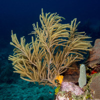 Antillogorgia sp.1 (Sea Plume)