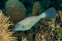 Aluterus scriptus (Scrawled Filefish)