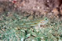 Coryphopterus venezuelae (Sand-Canyon Goby)