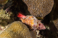 Hemipolygona carinifera (Twin-Corded Latirus)
