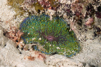 Ricordea florida (Florida Corallimorph)