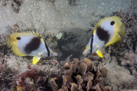 Chaetodon ocellatus (Spotfin Butterflyfish)
