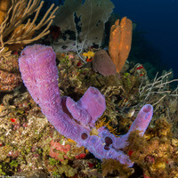 Callyspongia plicifera (Azure Vase Sponge)
