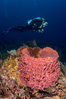 Xestospongia muta (Giant Barrel Sponge)