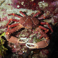 Maguimithrax spinosissimus (Channel Clinging Crab)