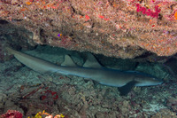 Ginglymostoma cirratum (Nurse Shark)