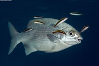 Thalassoma bifasciatum (Bluehead)