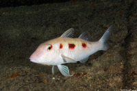 Pseudupeneus maculatus (Spotted Goatfish)