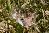 Chilomycterus antennatus (Bridled Burrfish)