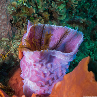 Davidaster rubiginosus (Golden Crinoid)