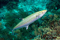 Scomberomorus regalis (Cero)