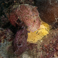 Aplysia californica (Brown Sea Hare)