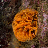 Phidolopora labiata (Lacy Bryozoan)