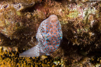 Canthigaster jactator (Hawaiian Whitespotted Toby)