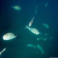 Naso brevirostris (Paletail Unicornfish)