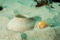 Neverita lewisii (Lewis's Moon Snail)