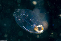 Dolioletta gegenbauri (Doliod)