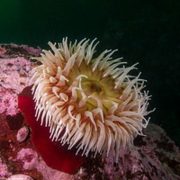 Urticina piscivora (Fish-Eating Urticina)