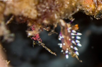 Coryphellina exoptata (Desirable Flabellina)