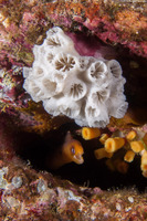Gymnothorax melatremus (Dwarf Moray)