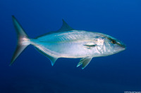 Seriola dumerili (Greater Amberjack)