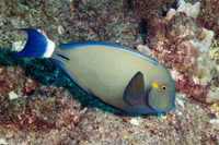 Acanthurus blochii (Ringtail Surgeonfish)