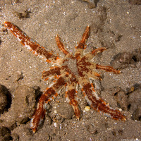 Luidia magnifica (Magnificent Star)