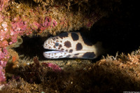 Scuticaria tigrina (Tiger Snake Moray)