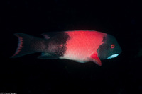 Semicossyphus pulcher (California Sheephead)