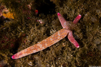 Linckia columbiae (Fragile Star)