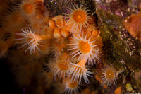 Epizoanthus scotinus (Yellow Zoanthid)