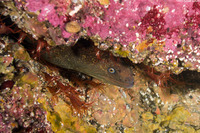 Lysmata californica (Red Rock Shrimp)